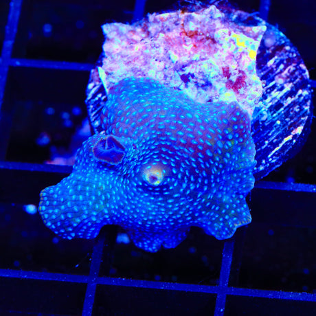 Polka Dot Mushroom Coral