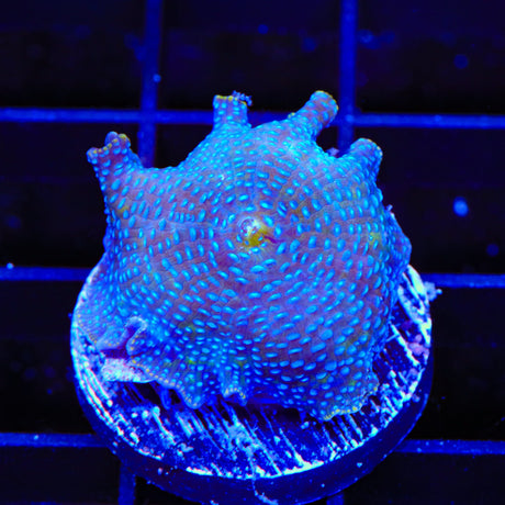 Polka Dot Mushroom Coral