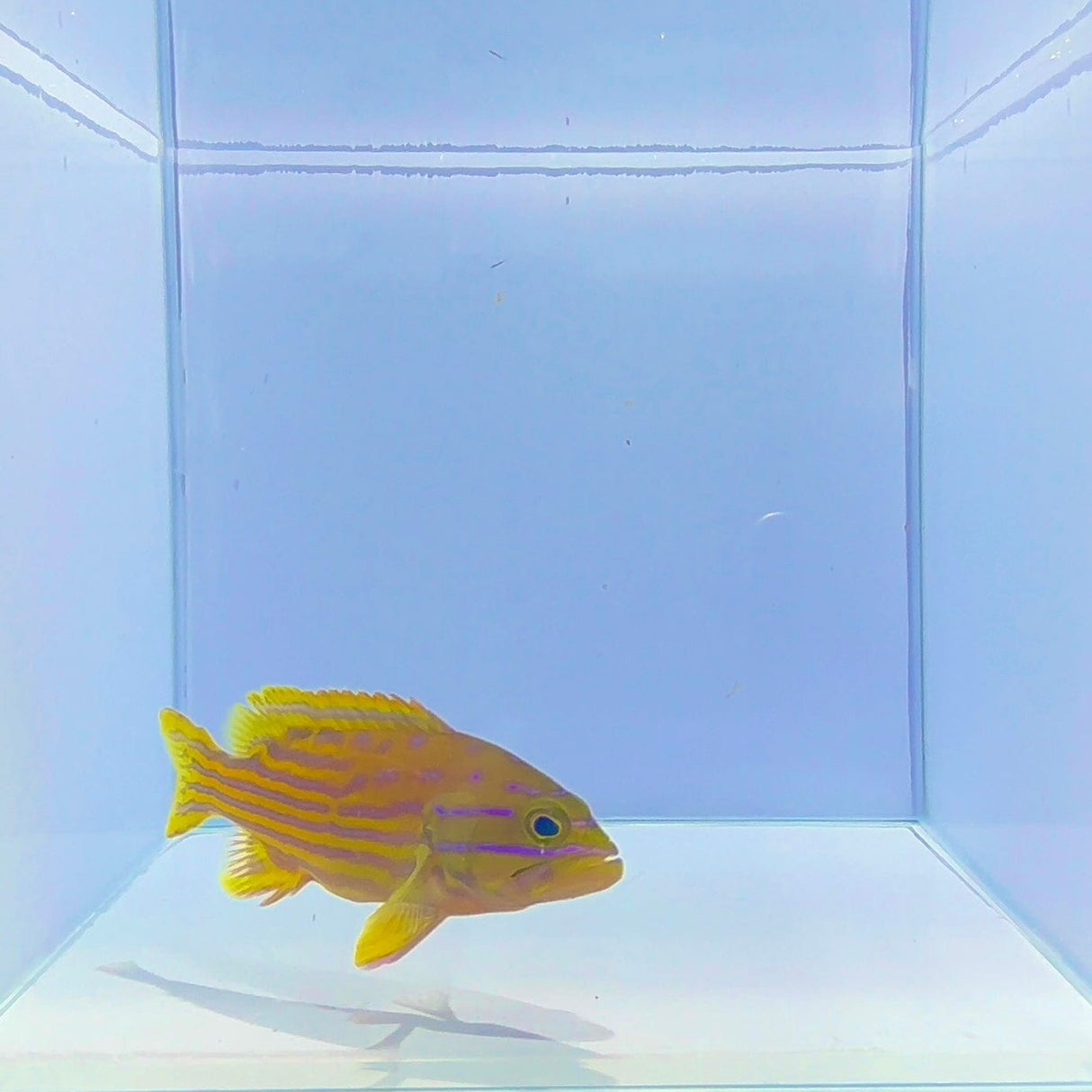 Polleni Grouper Fish