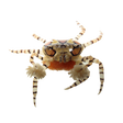 Pom Pom Crab – Lybia tessellata