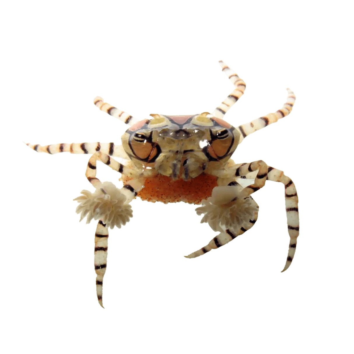 Pom Pom Crab – Lybia tessellata