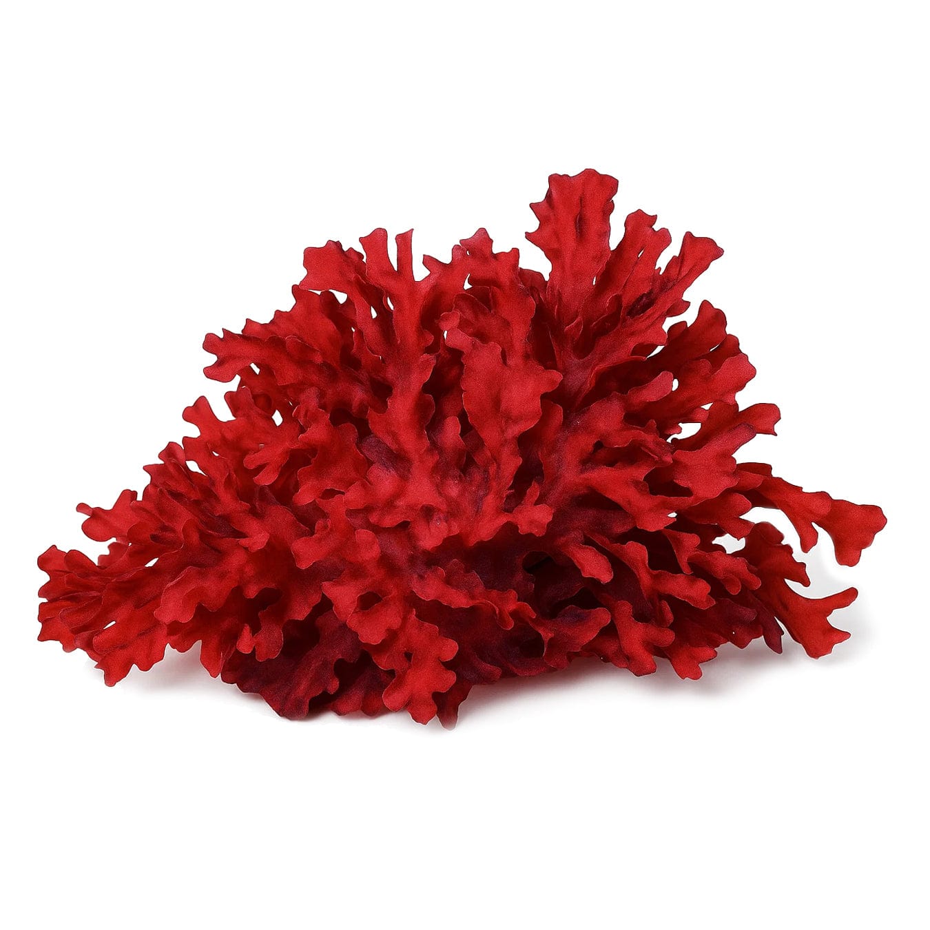 Pom Pom Gracilaria Macroalgae