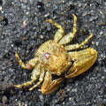 Porcelain Crab – Neopetrolisthes maculatus