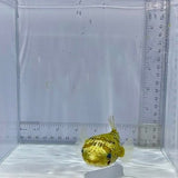 Porcupine Puffer Fish