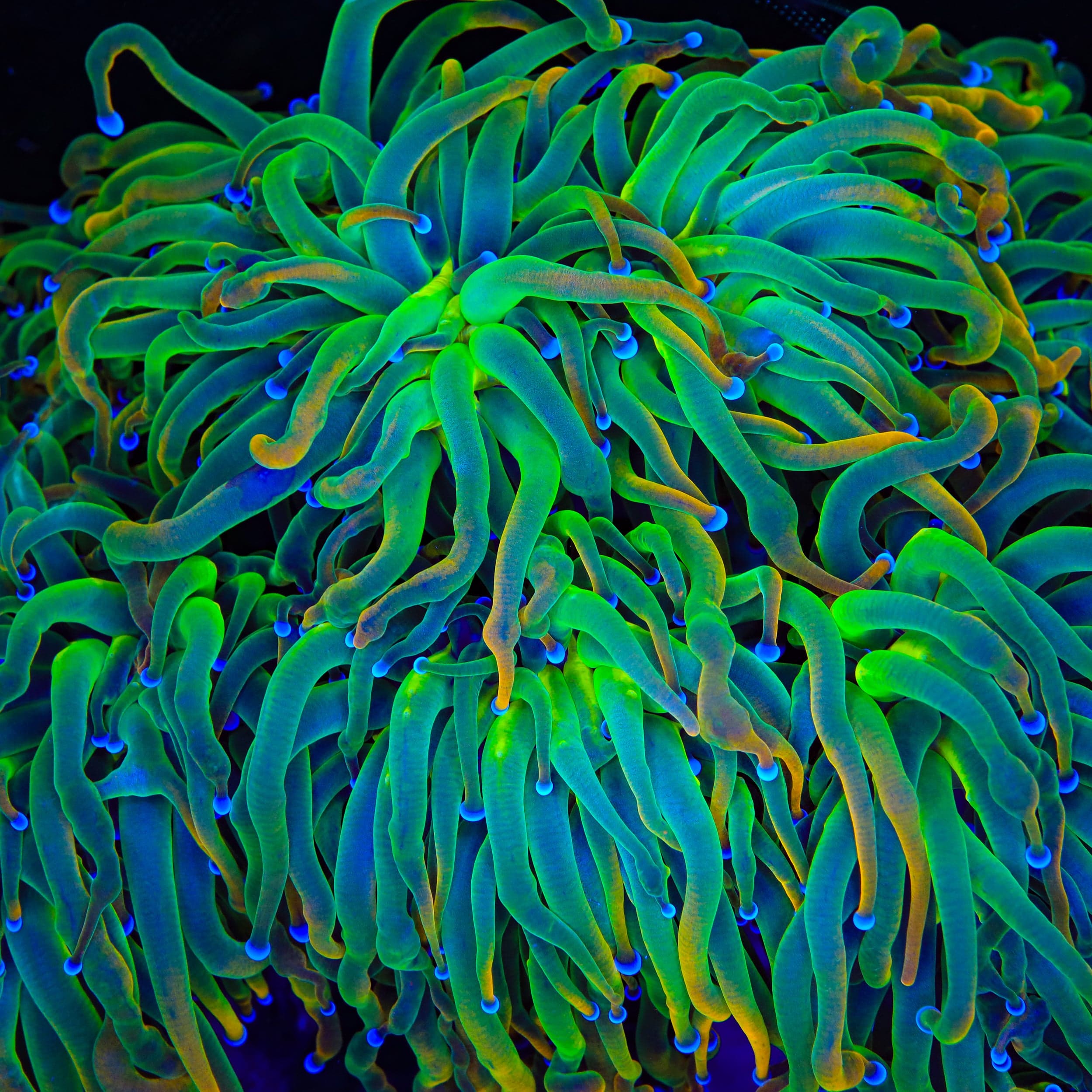 Pot of Gold Torch Coral