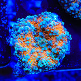 Pot of Lava Yuma Coral