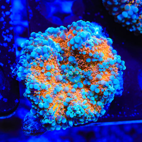 Pot of Lava Yuma Coral