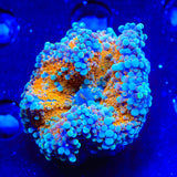 Pot of Lava Yuma Coral