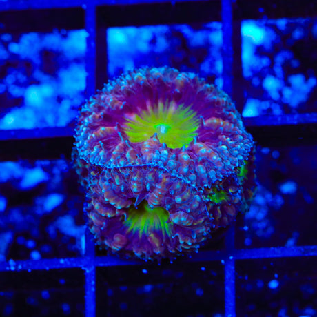 Potion of Life Blastomussa Coral