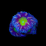 Potion of Life Blastomussa Coral