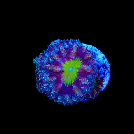 Potion of Life Blastomussa Coral