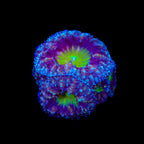 Potion of Life Blastomussa Coral