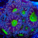 Potion of Life Blastomussa Coral