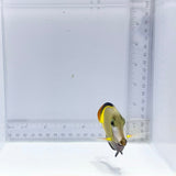 Powder Brown Tang (Acanthurus japonicus)