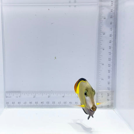 Powder Brown Tang (Acanthurus japonicus)