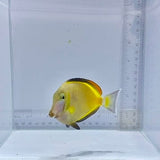 Powder Brown Tang (Acanthurus japonicus)
