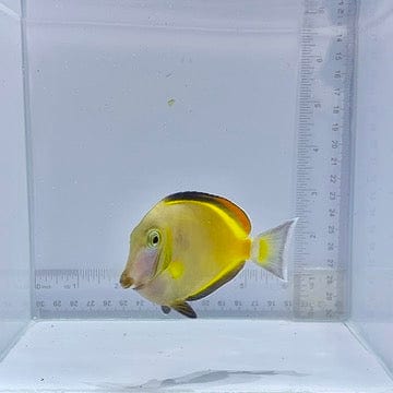 Powder Brown Tang (Acanthurus japonicus)