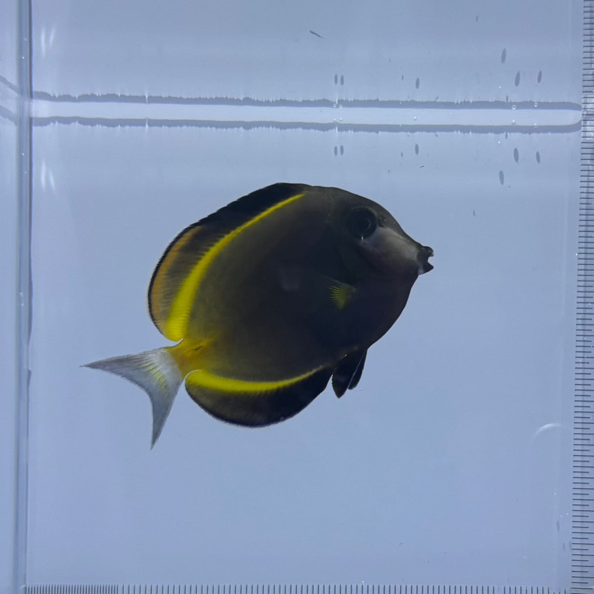Powder Brown Tang Fish