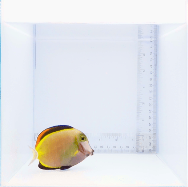 Powder Brown Tang Fish