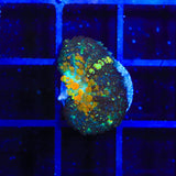 Powerball Bounce Mushroom Coral