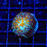 Powerball Bounce Mushroom Coral