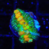Powerball Bounce Mushroom Coral