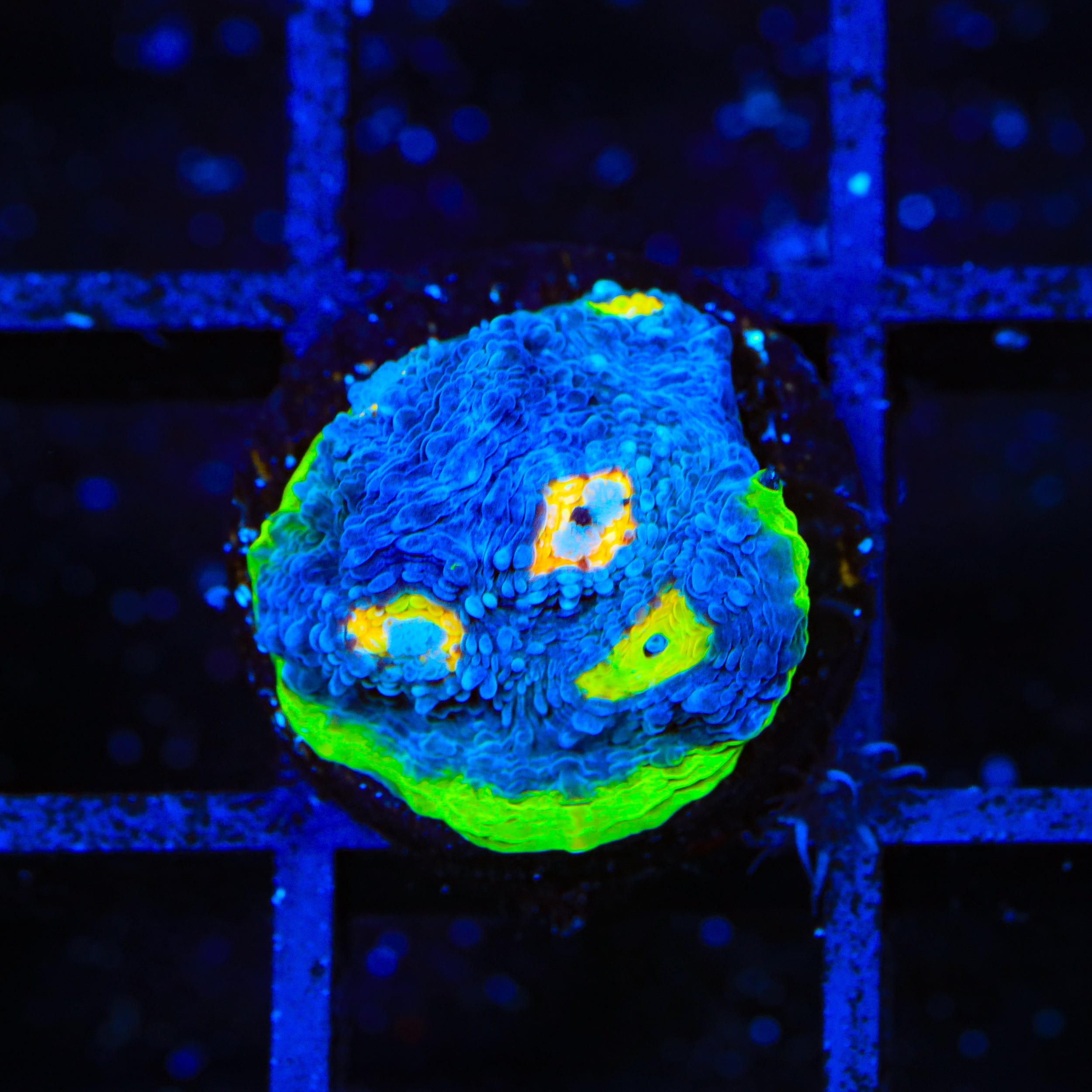 PPE Chalice Coral