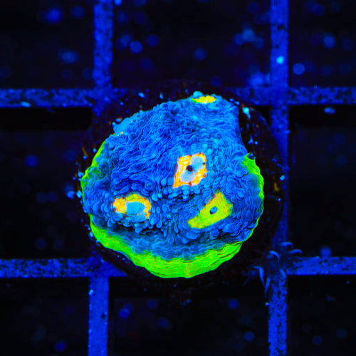 PPE Chalice Coral