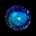 PPE Chalice Coral