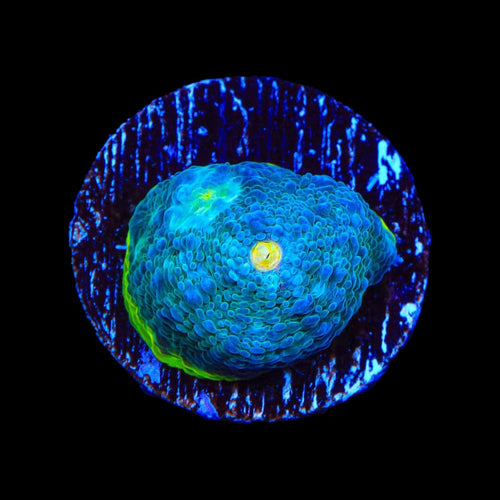 PPE Chalice Coral