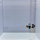 Premium Black Snowflake Clown Fish