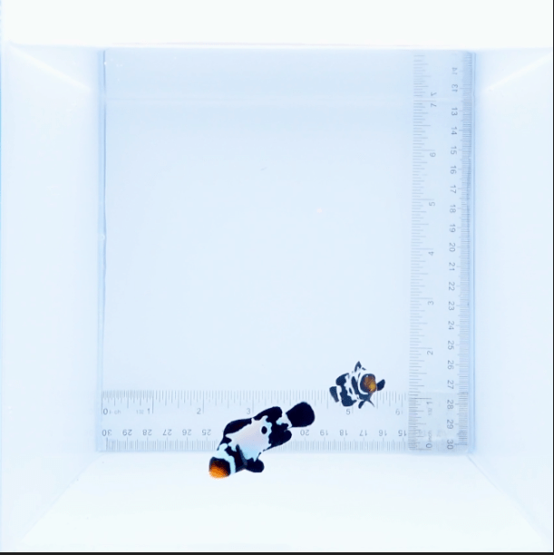 Premium Black Snowflake Clown Fish Pair