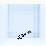 Premium Black Snowflake Clown Fish Pair