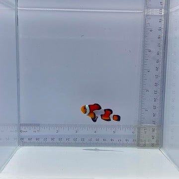 Premium Gladiator Clown Fish