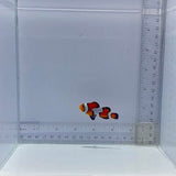 Premium Gladiator Clown Fish