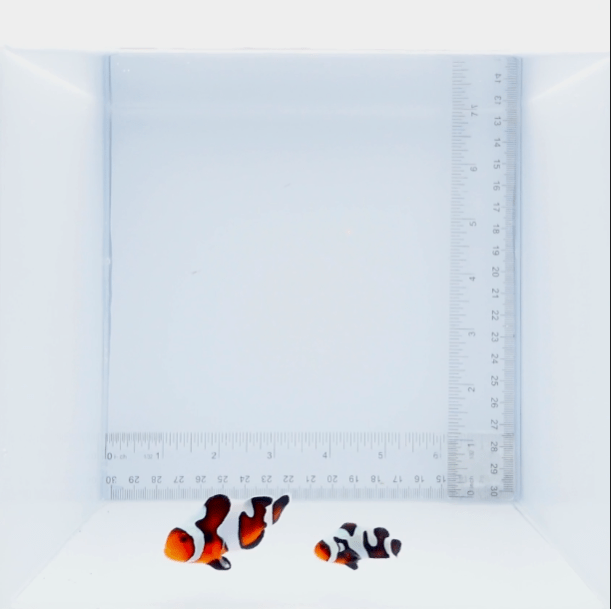 Premium Gladiator Clownfish Pair