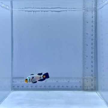 Premium Long-Fin Wyoming White Clown Fish