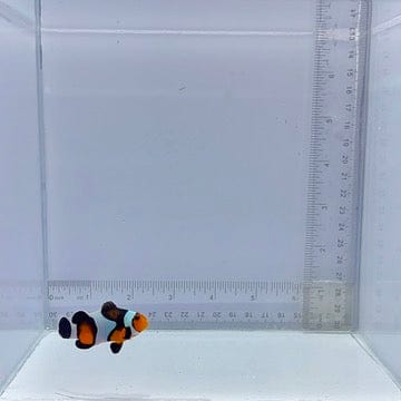 Premium Mocha Gladiator/DaVinci Clown Fish