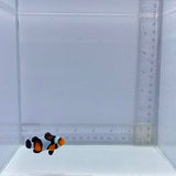 Premium Mocha Gladiator/DaVinci Clown Fish