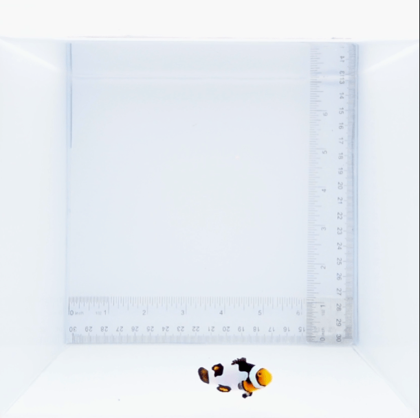 Premium Onyx Picasso Clown Fish