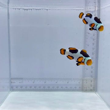 Premium Onyx Picasso Pair Clown Fish