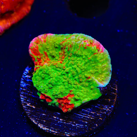 Premium WWC Grafted Monti Cap Coral