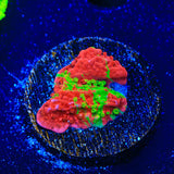Premium WWC Grafted Monti Cap Coral