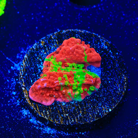 Premium WWC Grafted Monti Cap Coral