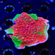 Premium WWC Grafted Monti Cap XL Frag Coral