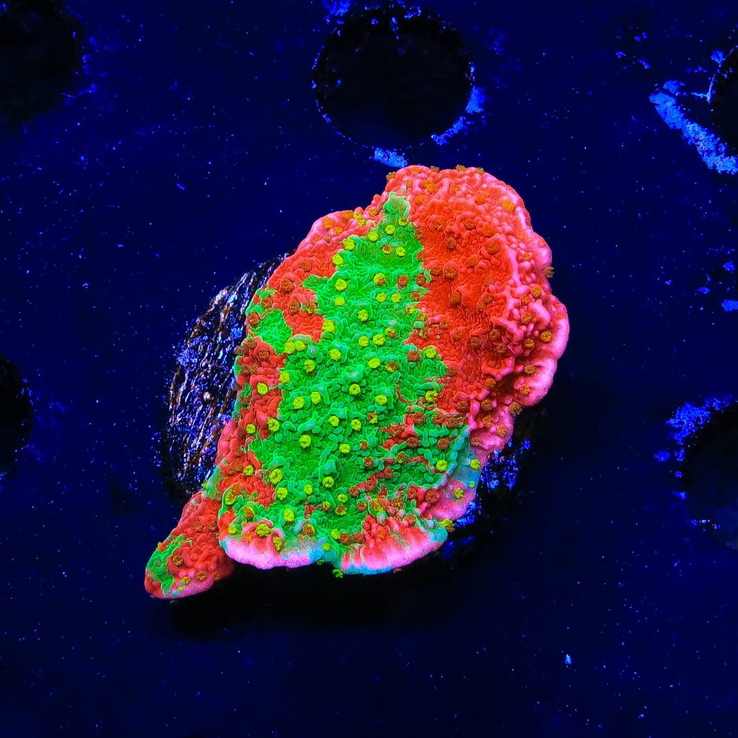 Grafted Montipora Setosa ] グラフテッドモンティポラ セトーサ②