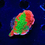 Premium WWC Grafted Montipora Cap Coral