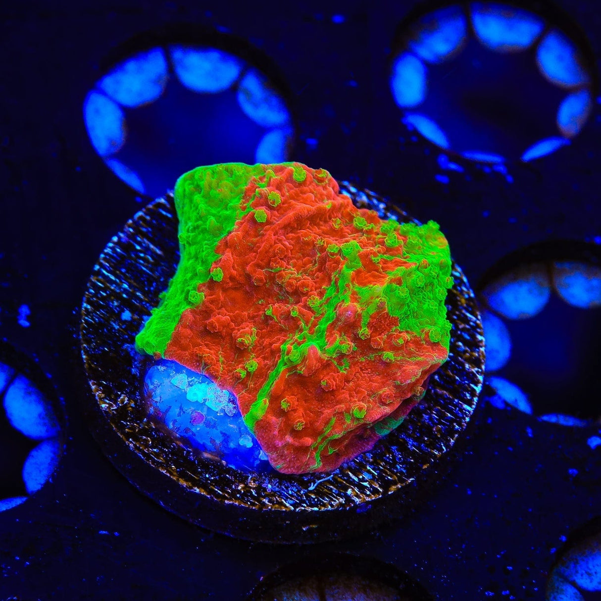 Premium WWC Grafted Montipora Cap Coral