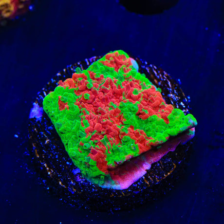 Premium WWC Grafted Montipora Cap Coral