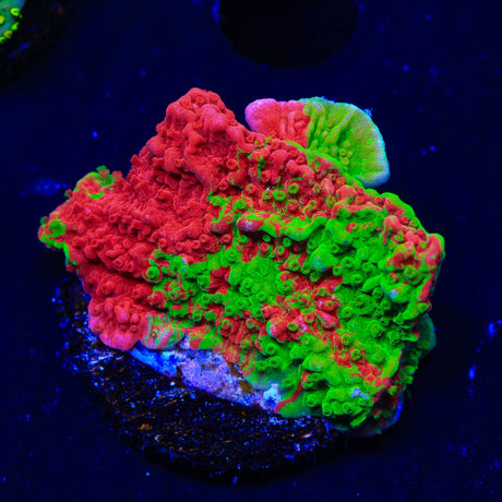Premium WWC Grafted Montipora Cap Coral